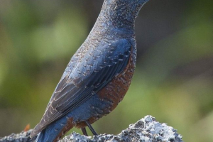 Синій камінь drozd - первований символ мальти Синій камінь drozd - первований символ мальти